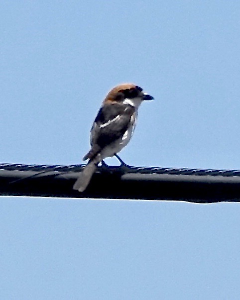 woodchat shrike